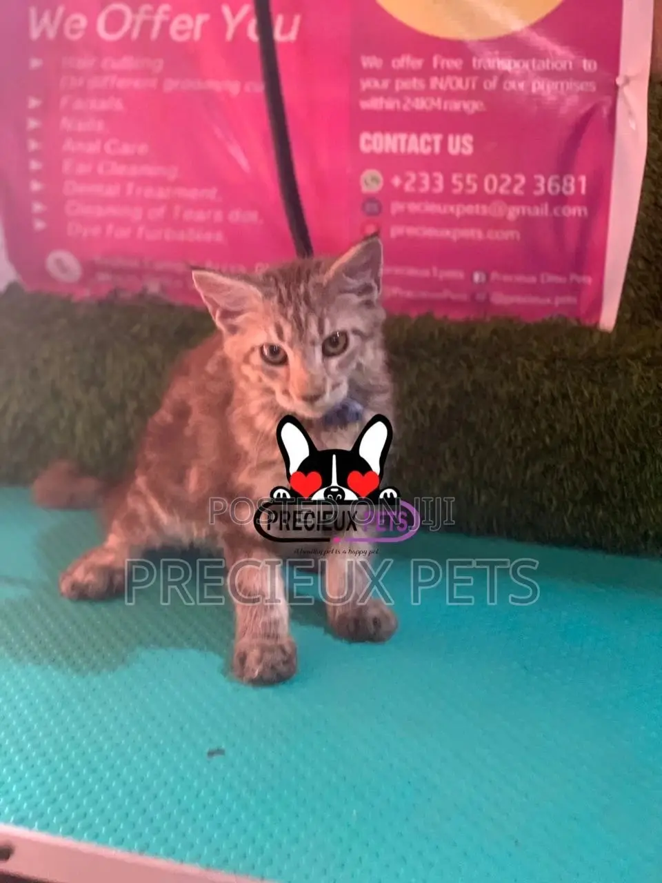 1-3 months Female Purebred Maine Coon