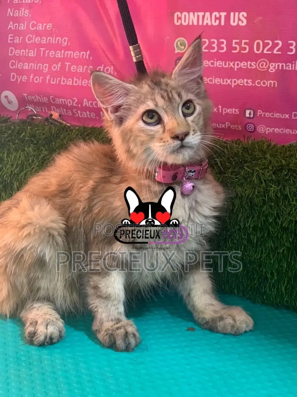 1-3 months Female Purebred Maine Coon