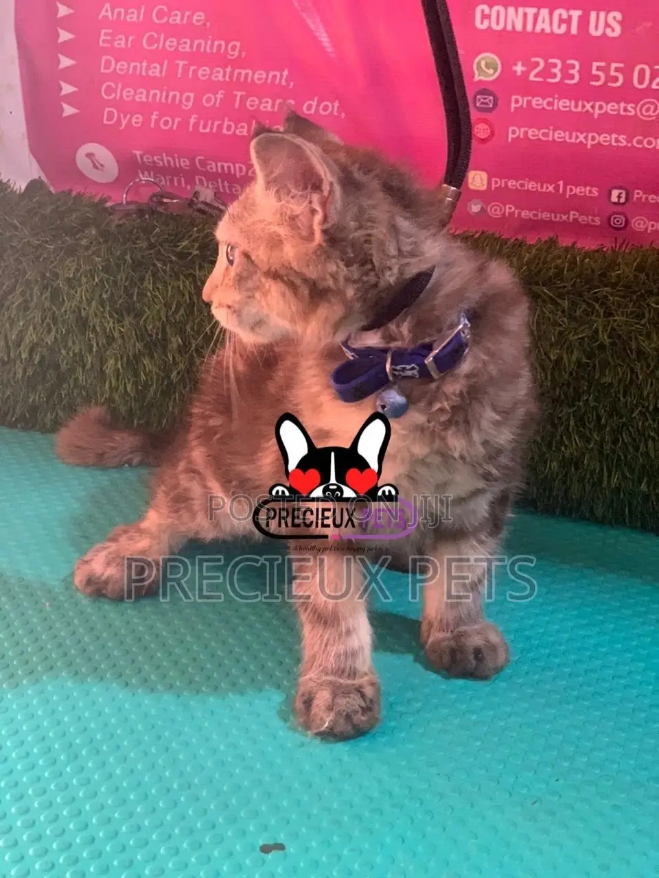 1-3 months Female Purebred Maine Coon