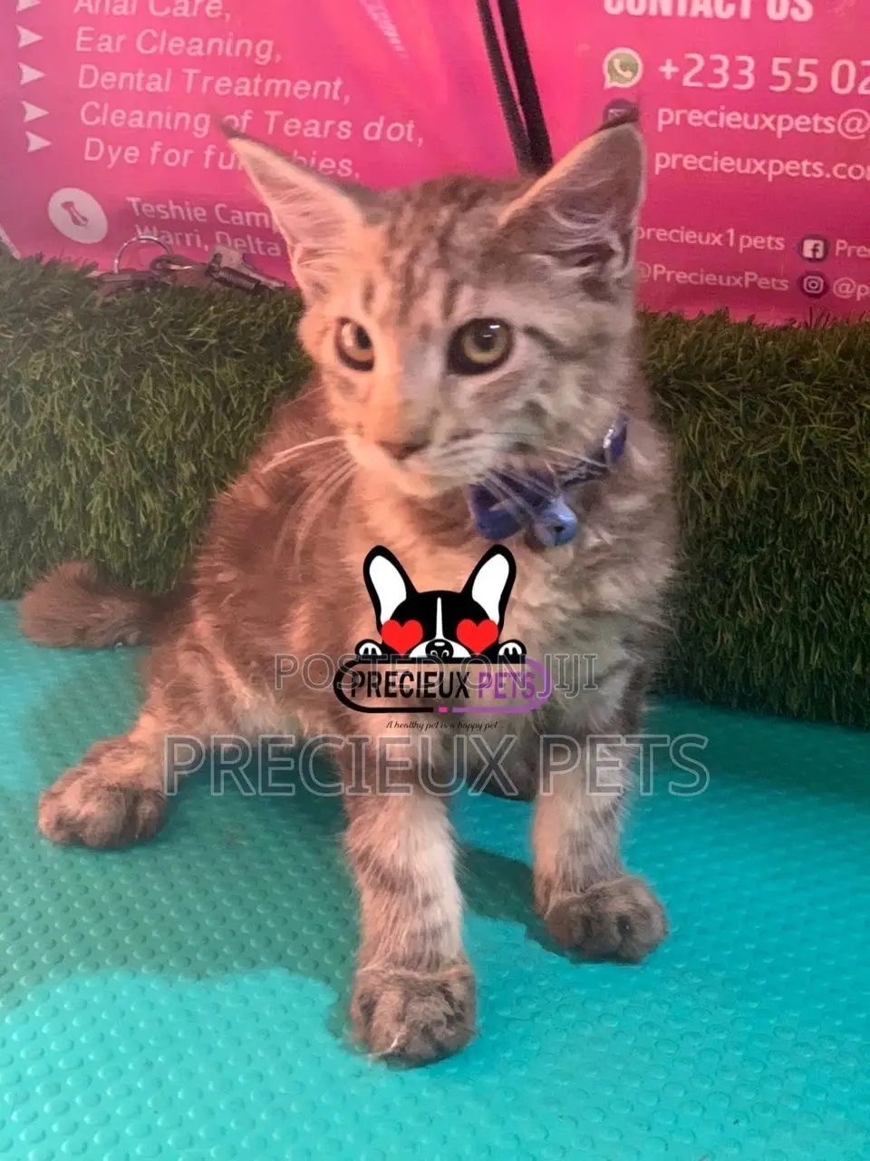 1-3 months Female Purebred Maine Coon
