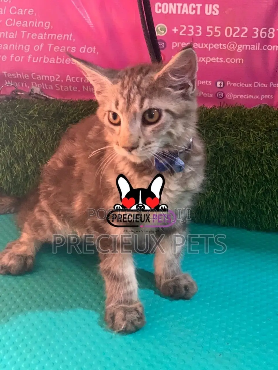 1-3 months Female Purebred Maine Coon