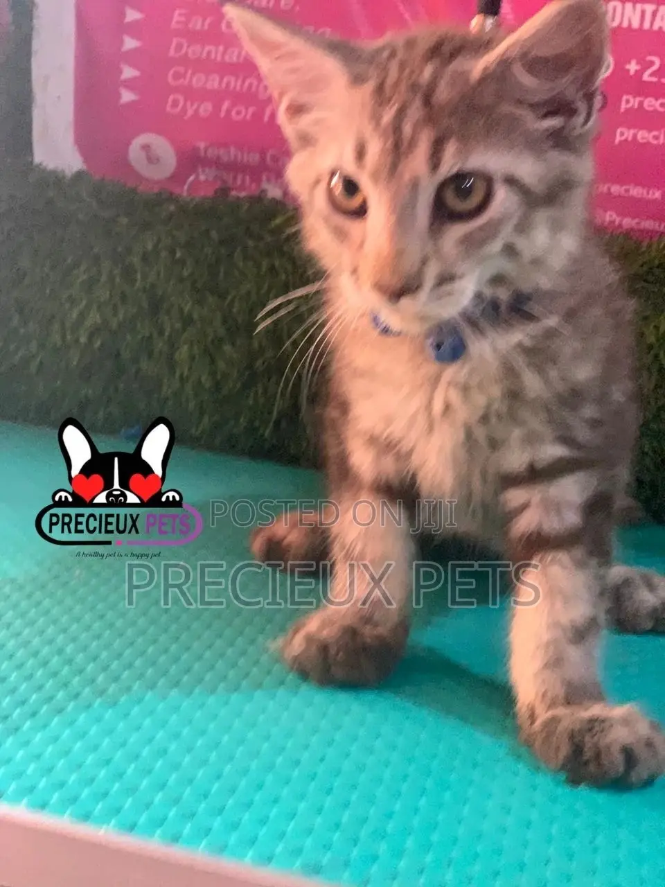 1-3 months Female Purebred Maine Coon