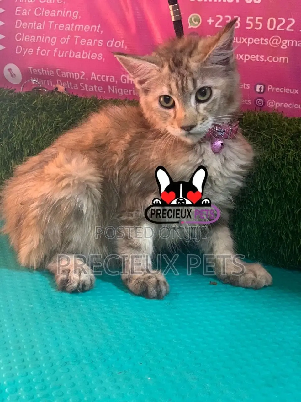 1-3 months Female Purebred Maine Coon