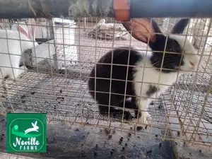Pet Rabbits Just for You