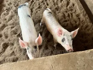 Healthy Piglets for Breeding