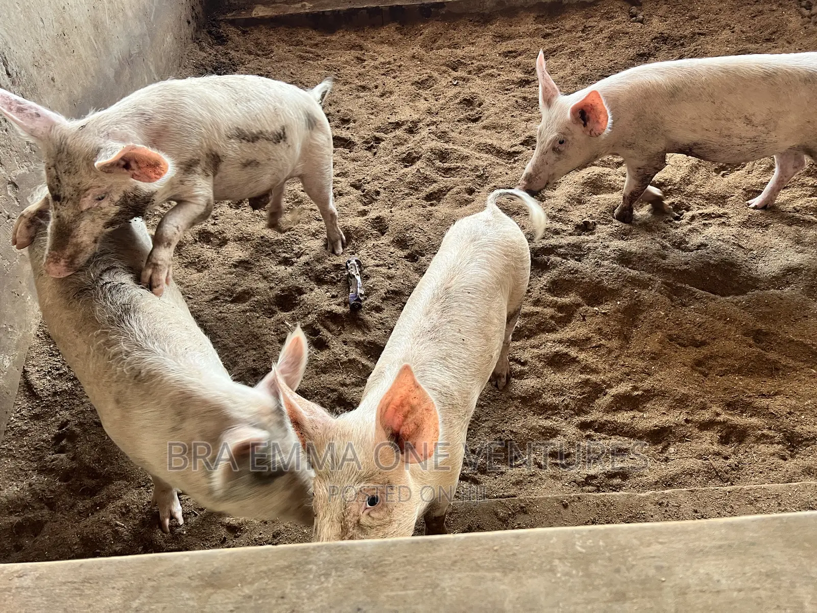 Healthy Piglets for Breeding