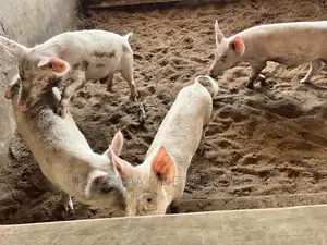 Healthy Piglets for Breeding