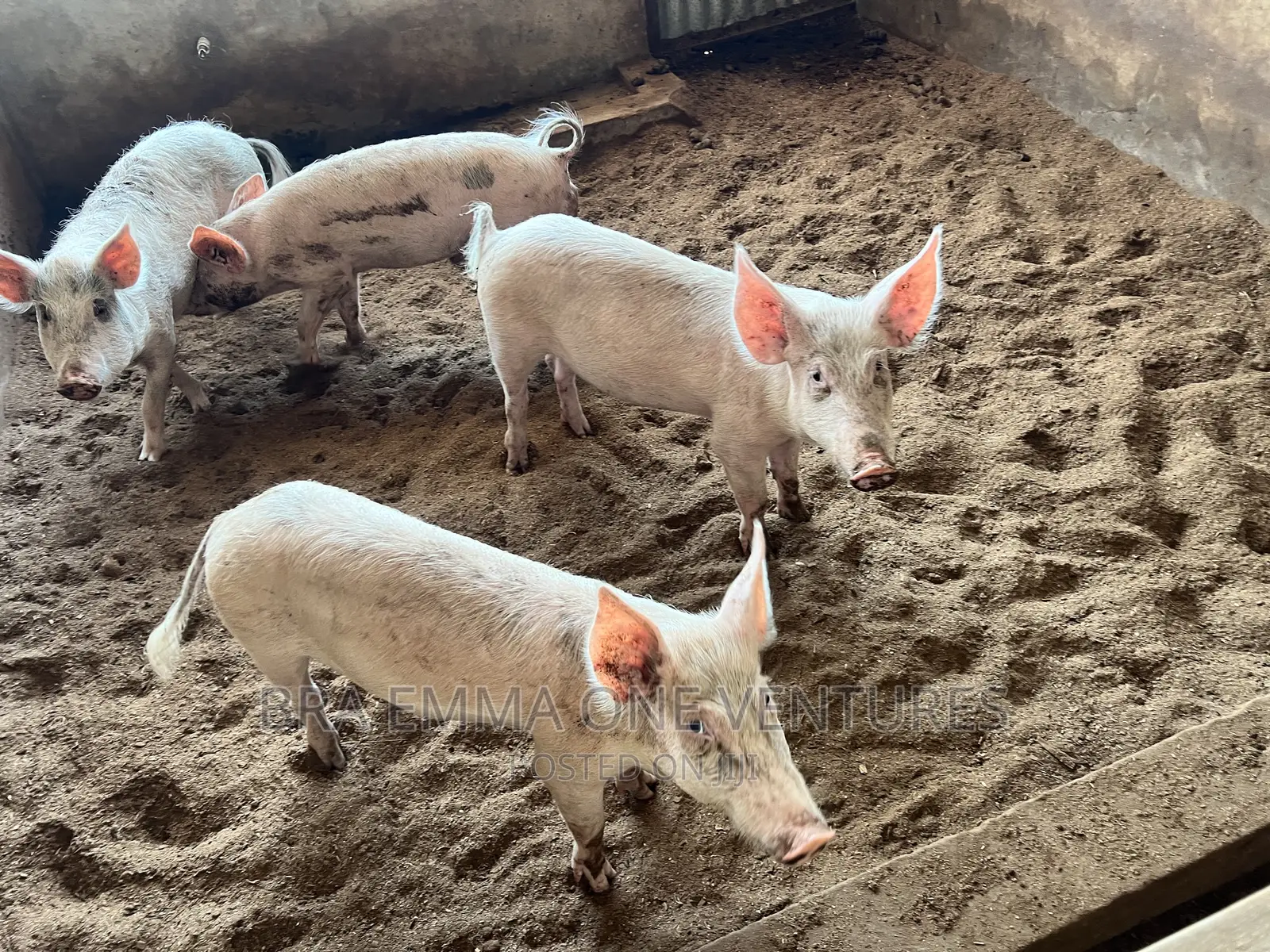 Healthy Piglets for Breeding