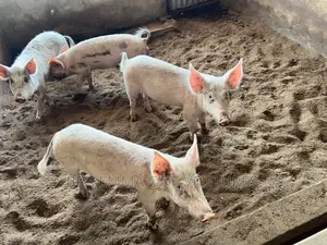 Healthy Piglets for Breeding