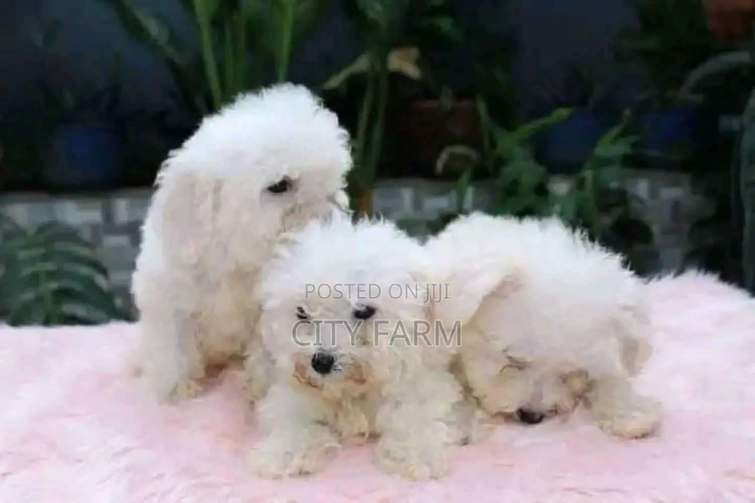 1-3 months Male Purebred Maltese
