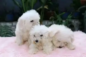 1-3 months Male Purebred Maltese