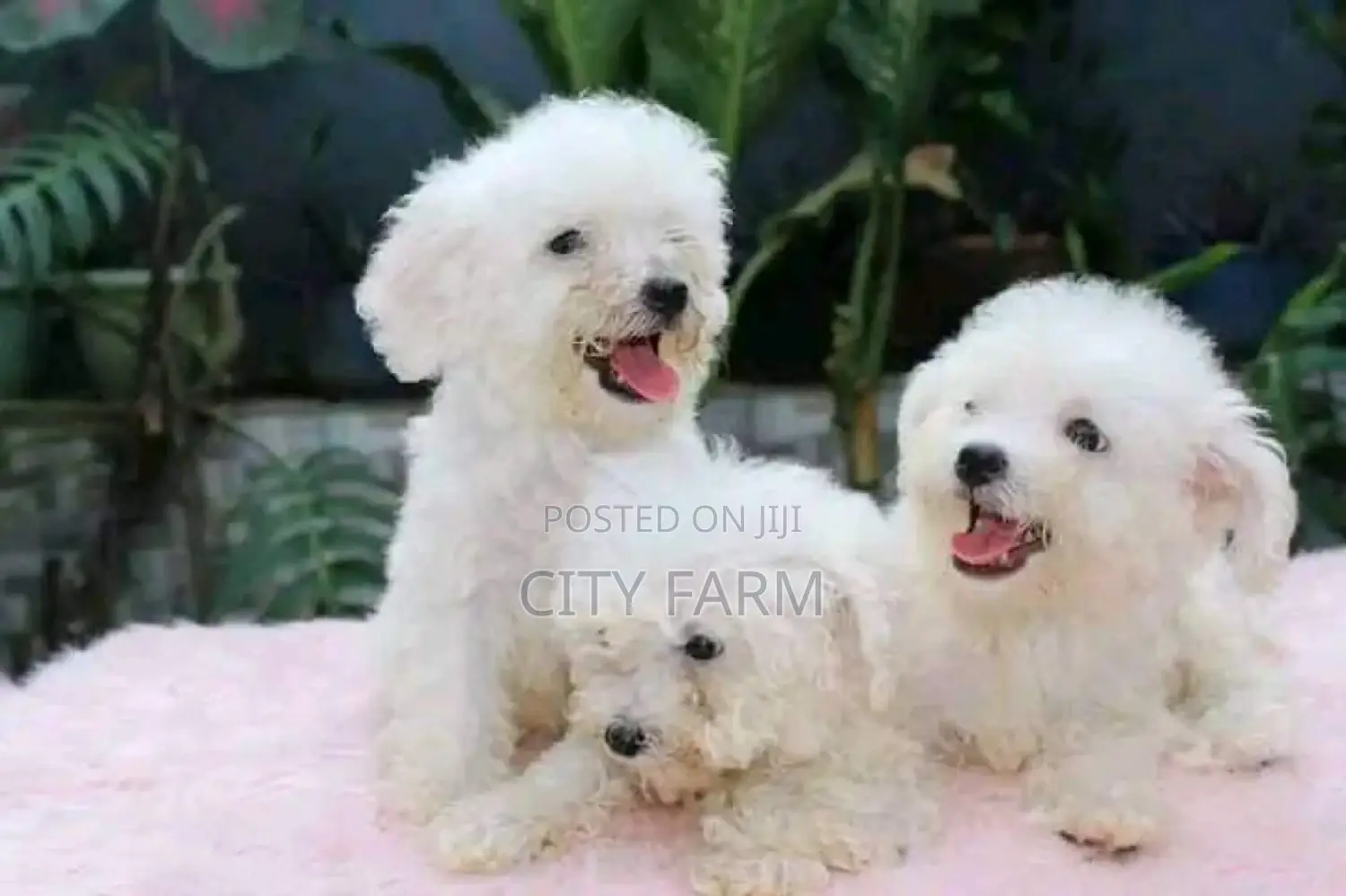 1-3 months Male Purebred Lhasa Apso