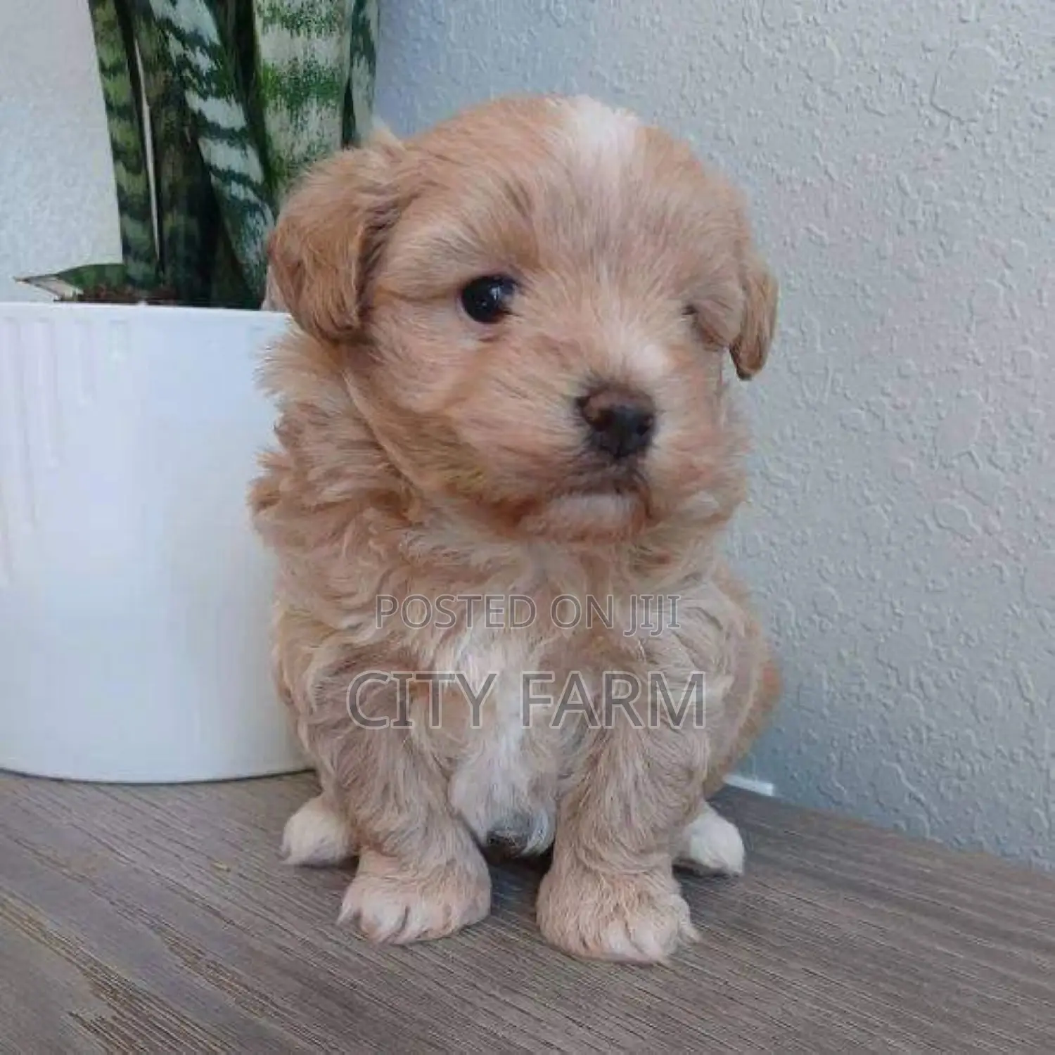 1-3 months Female Purebred Lhasa Apso