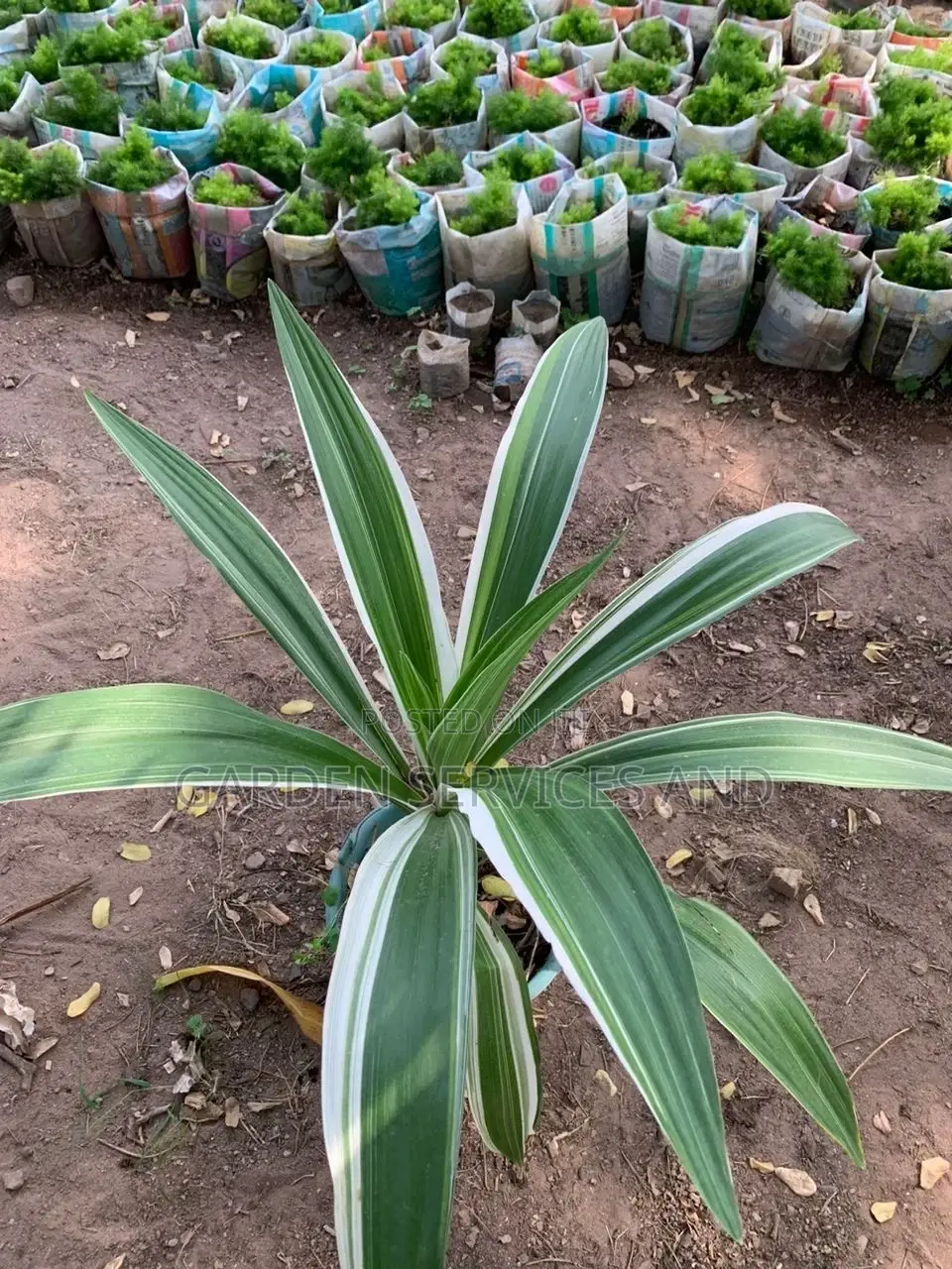 Lily for Sale