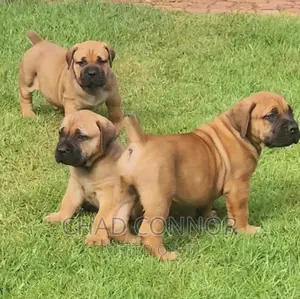 1-3 months Female Purebred Boerboel