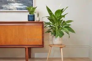 Peace Lily for Sale