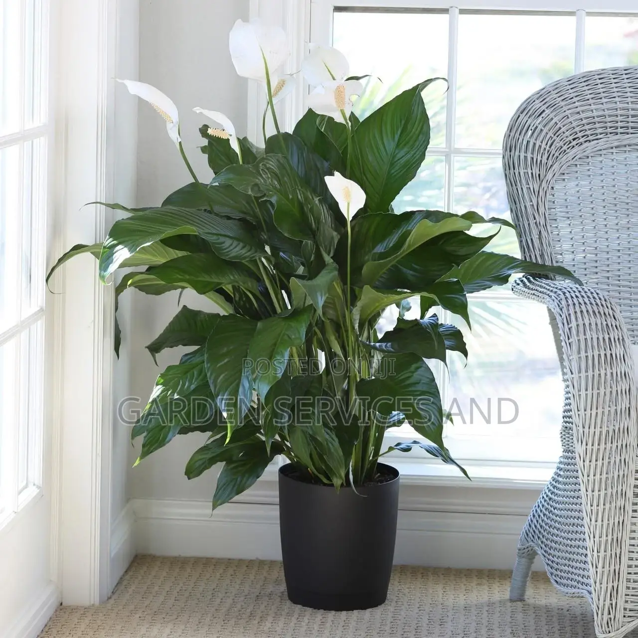 Peace Lily for Sale
