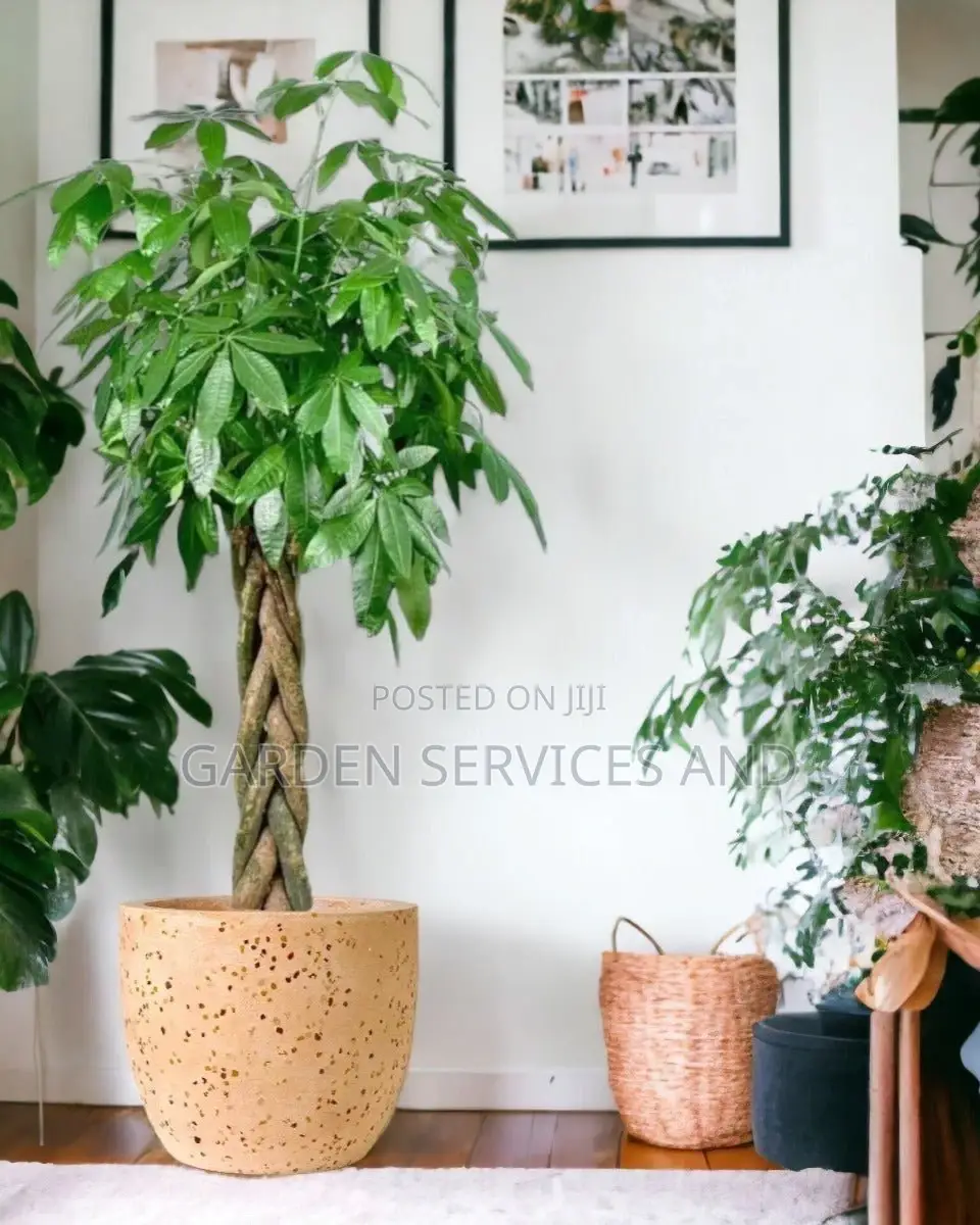 Money1 Tree for Sale