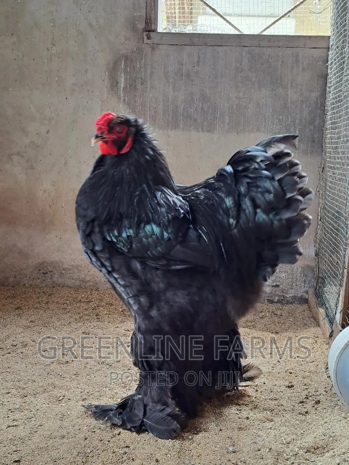 Brahma Fertile Egg