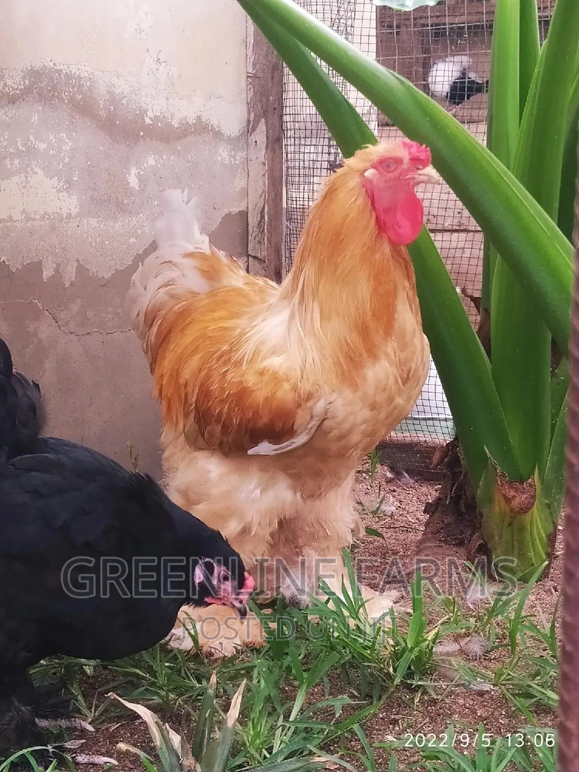Brahma Fertile Egg