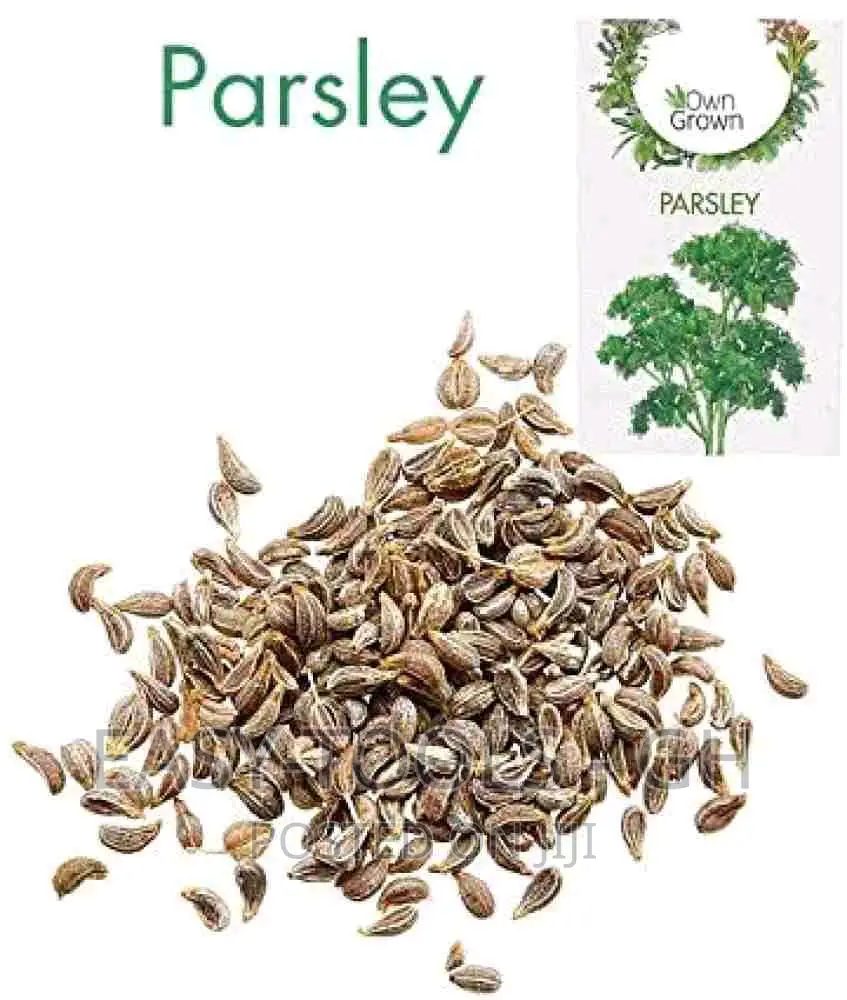 Parsley / Dry _ (For Kidney And Others )