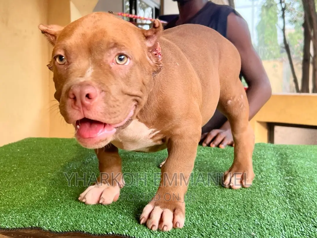 1-3 months Female Purebred American Bully