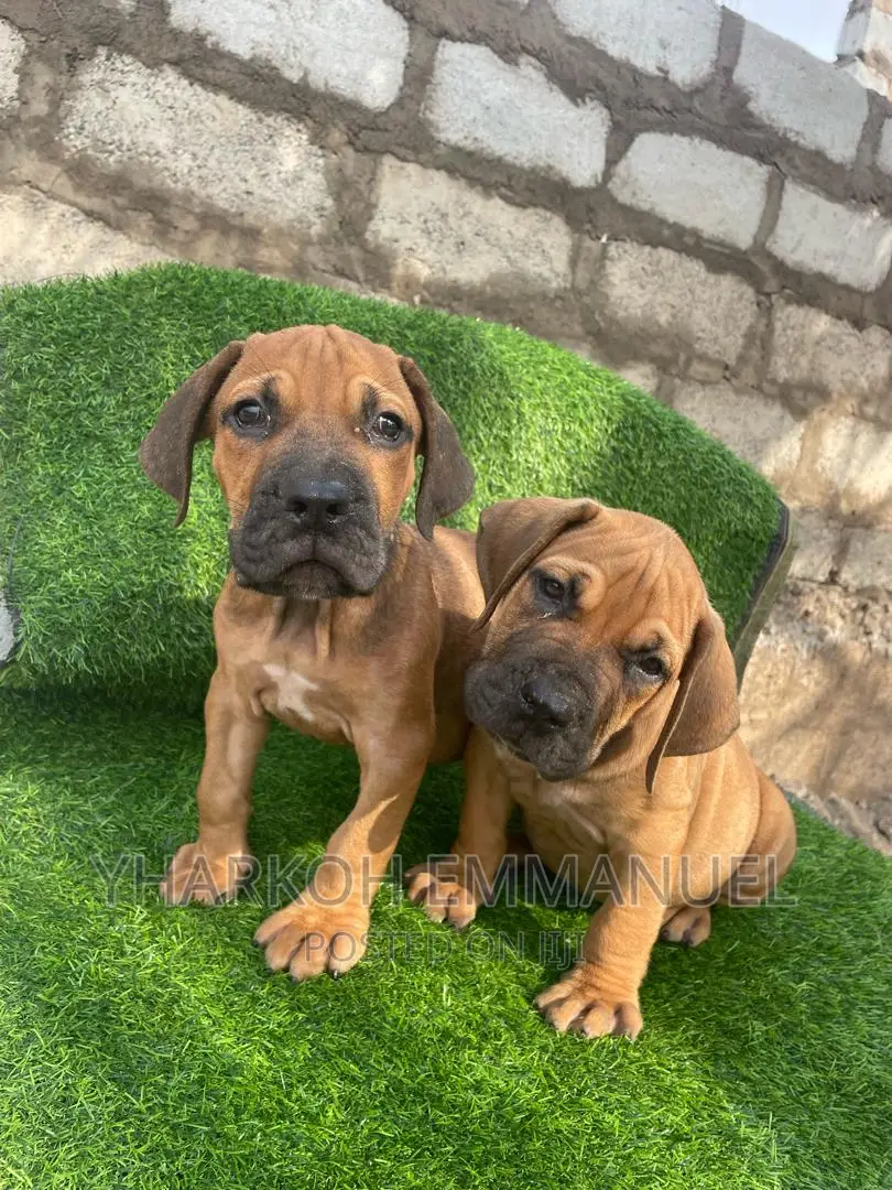 1-3 months Female Purebred Boerboel