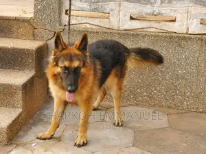 3-6 months Male Purebred German Shepherd