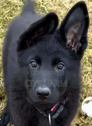 1-3 months Male Purebred German Shepherd