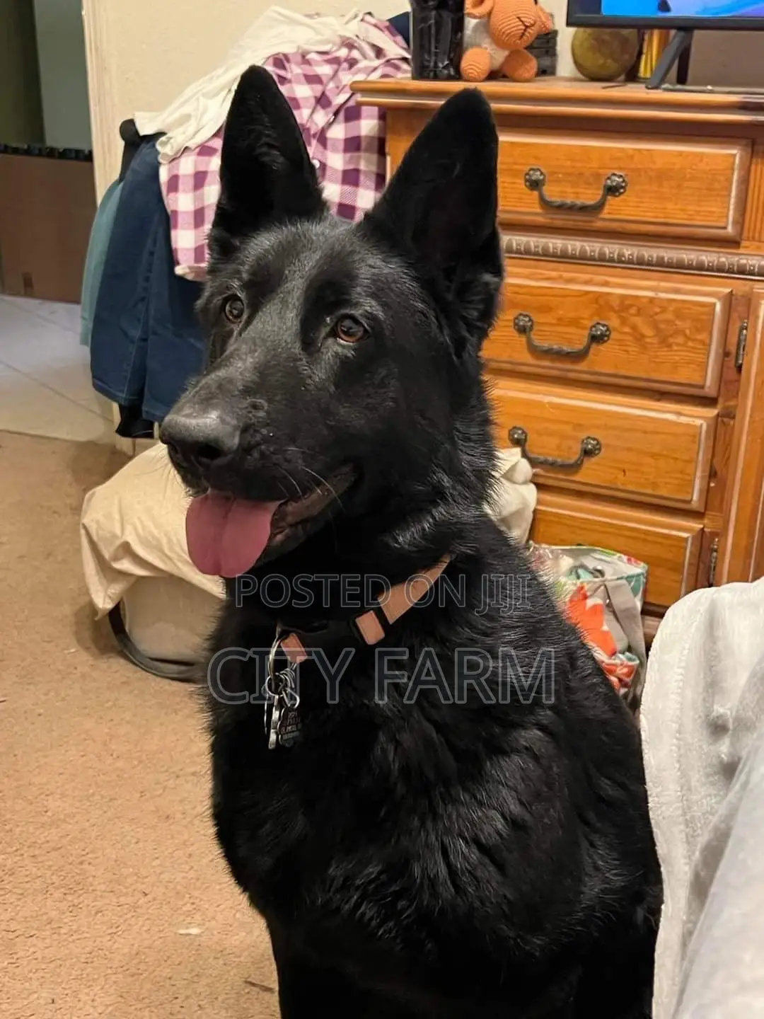 1-3 months Male Purebred German Shepherd
