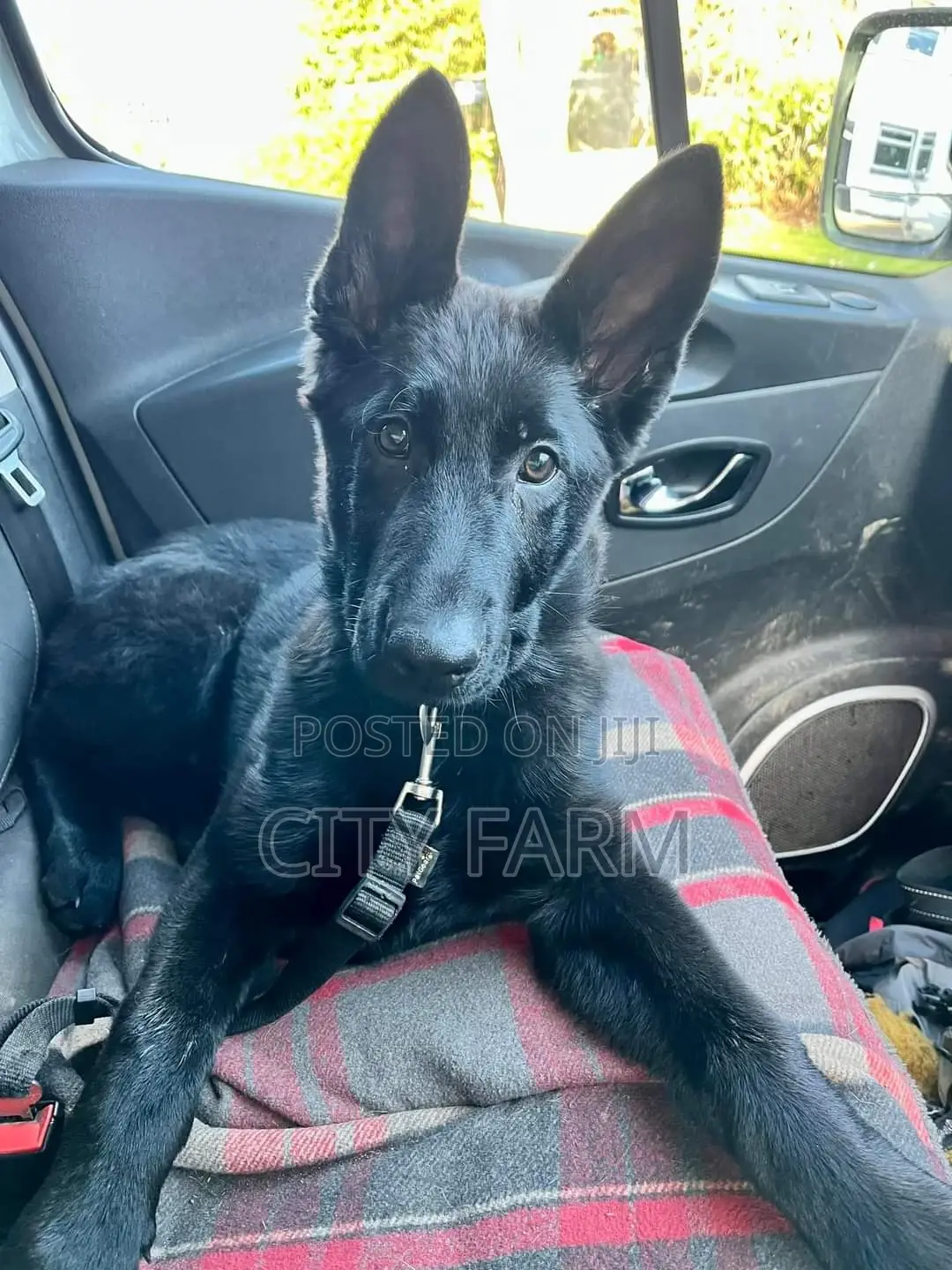 1-3 months Male Purebred German Shepherd