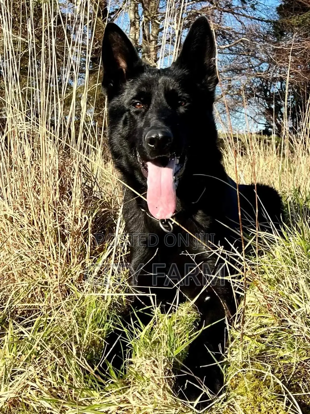 1-3 months Male Purebred German Shepherd