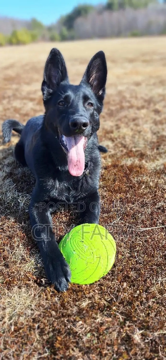 1-3 months Female Purebred German Shepherd