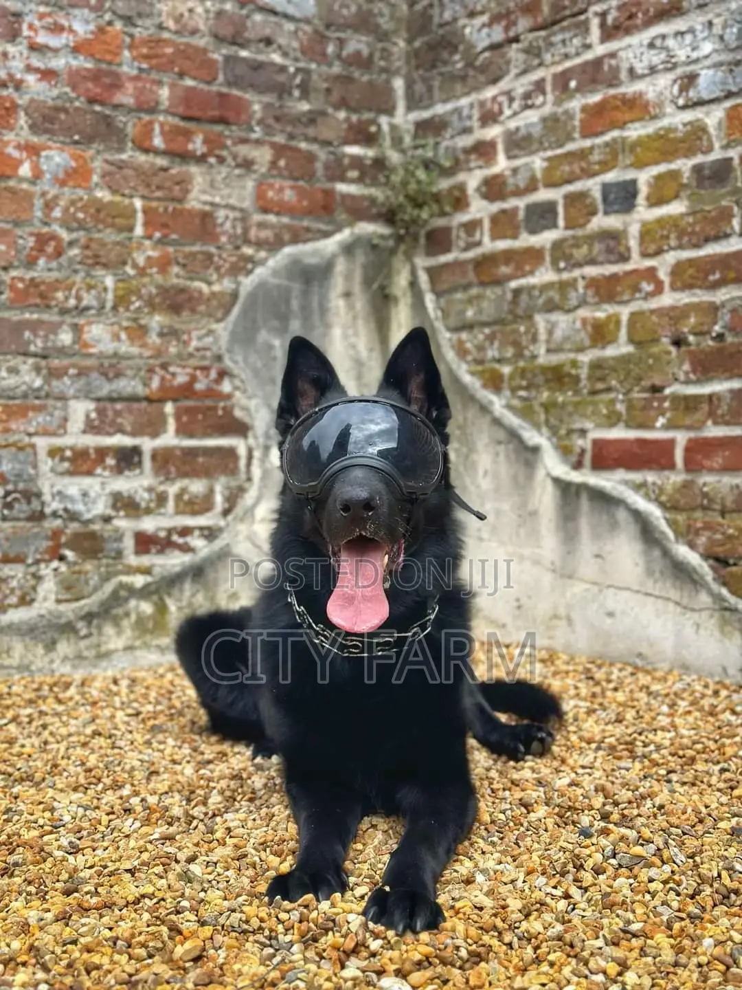 1-3 months Male Purebred German Shepherd