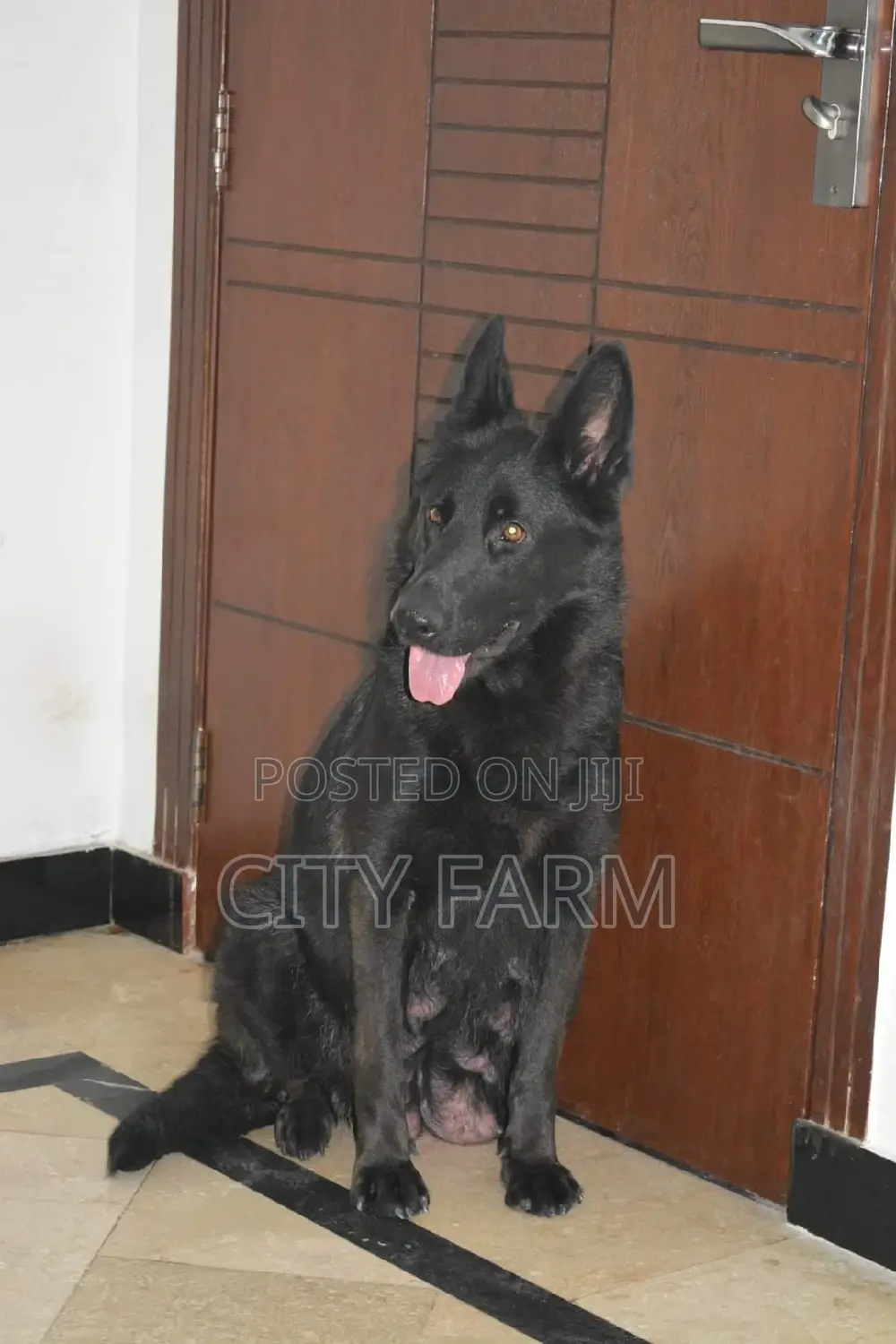 1-3 months Male Purebred German Shepherd