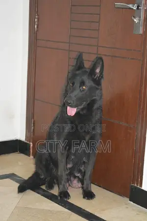 1-3 months Male Purebred German Shepherd