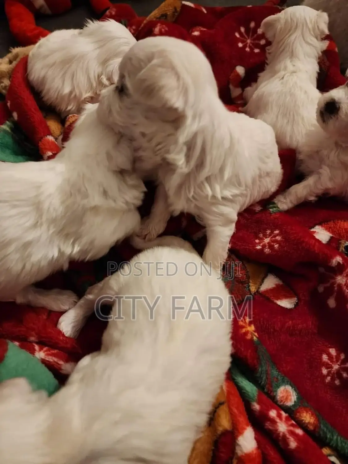 1-3 months Male Purebred Maltese