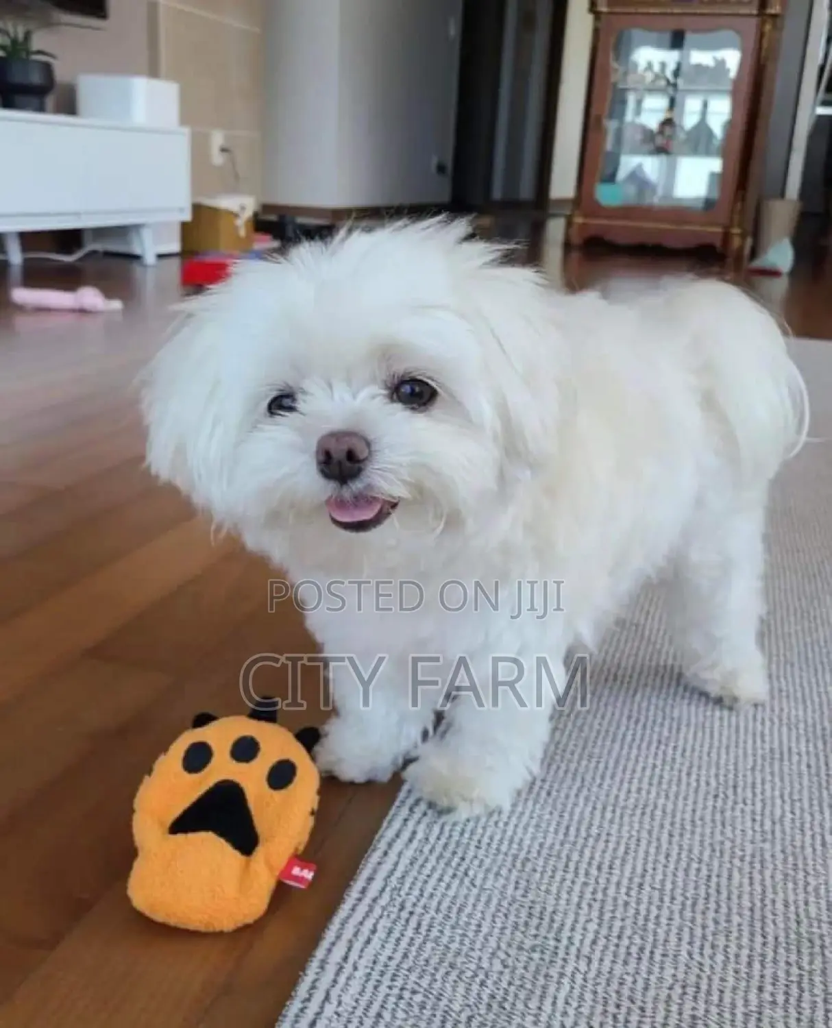 1-3 months Male Purebred Lhasa Apso