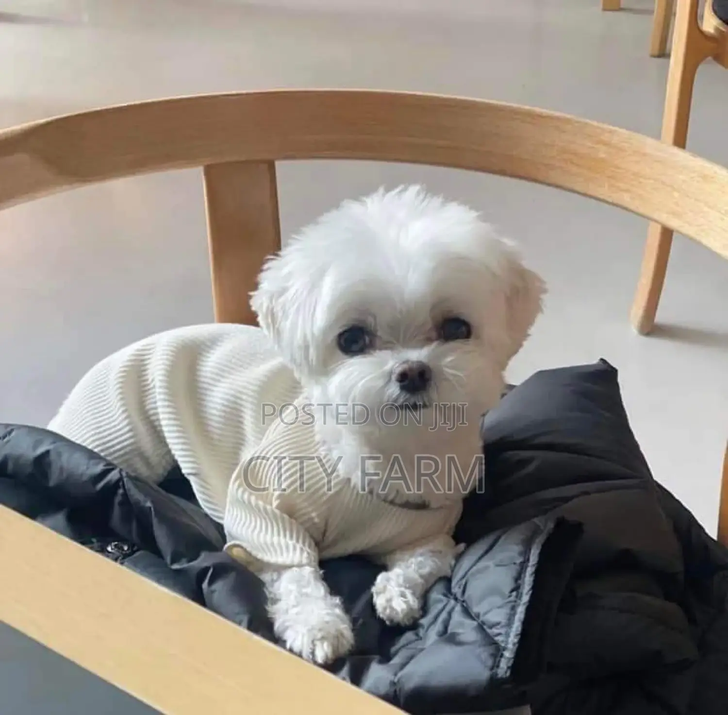 1-3 months Male Purebred Poodle