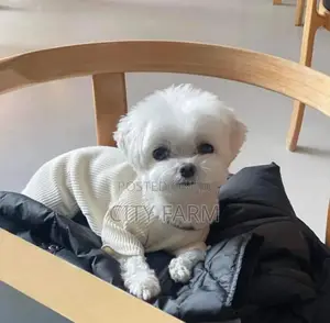 1-3 months Male Purebred Poodle