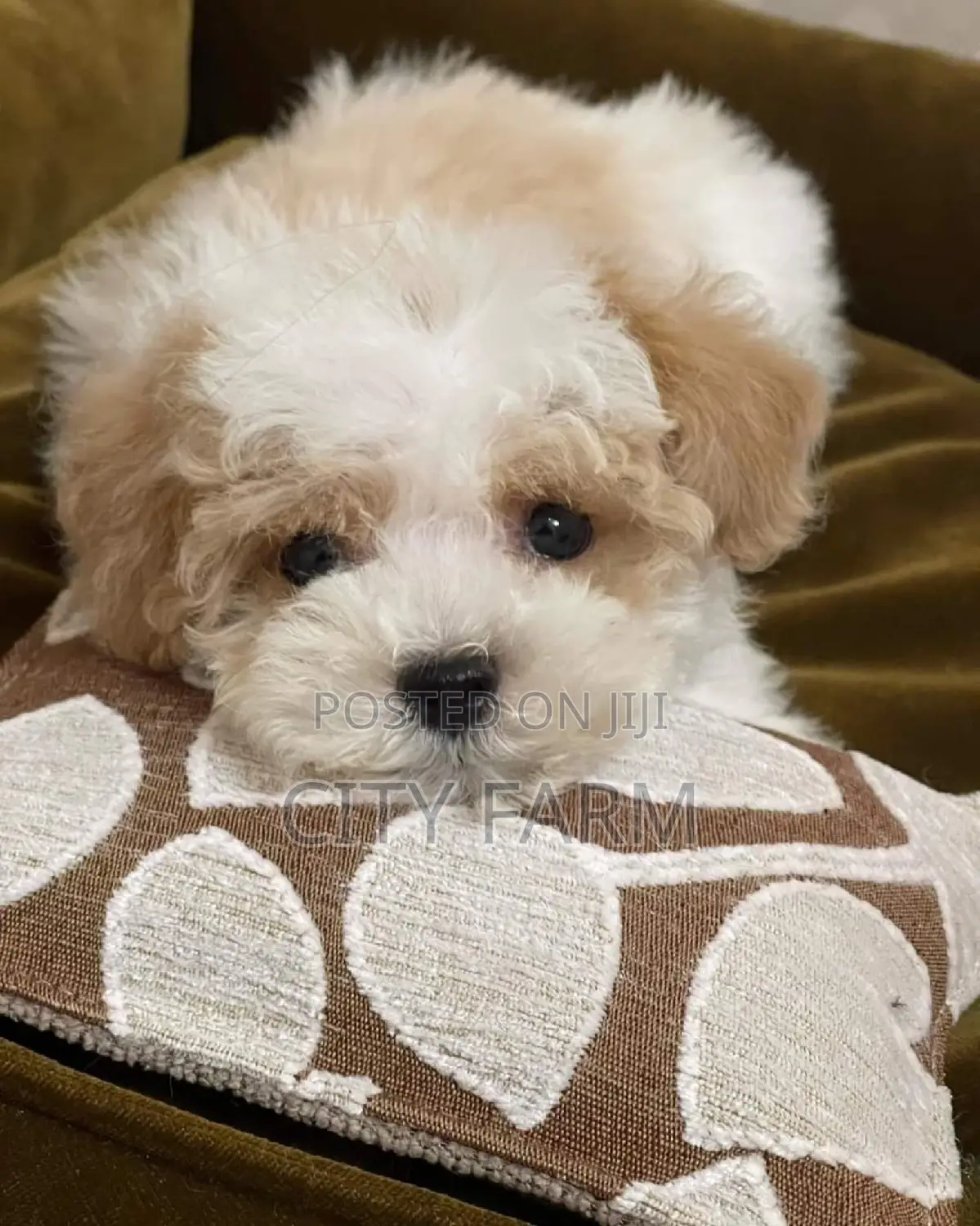 1-3 months Female Purebred Maltese