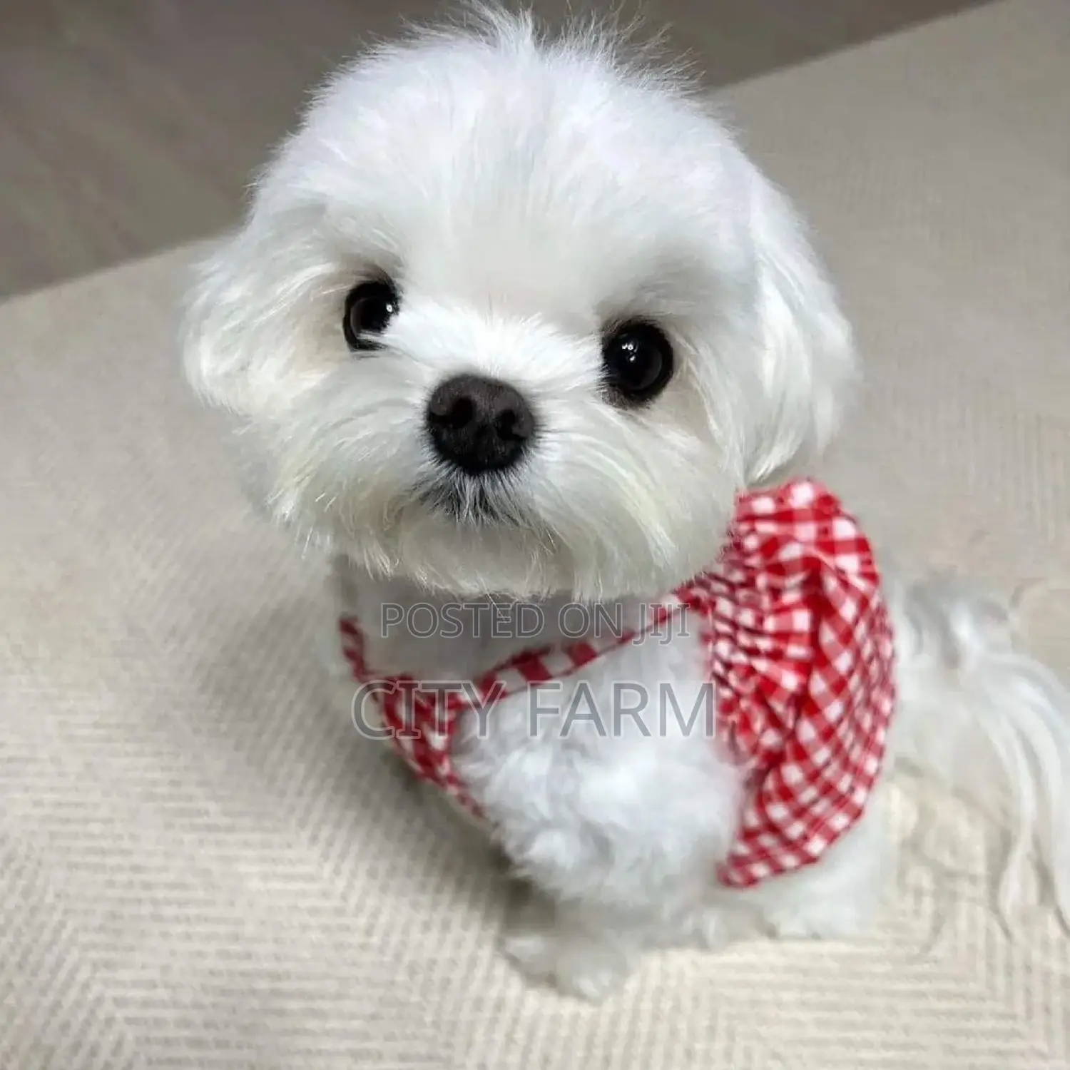 1-3 months Male Purebred Maltese
