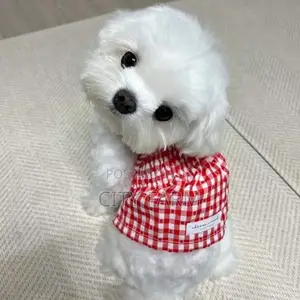 1-3 months Male Purebred Maltese