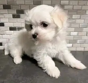 1-3 months Male Purebred Poodle