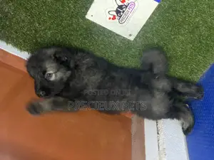 0-1 month Female Purebred Caucasian Shepherd