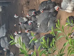 Healthy Matured Guinea Fowls