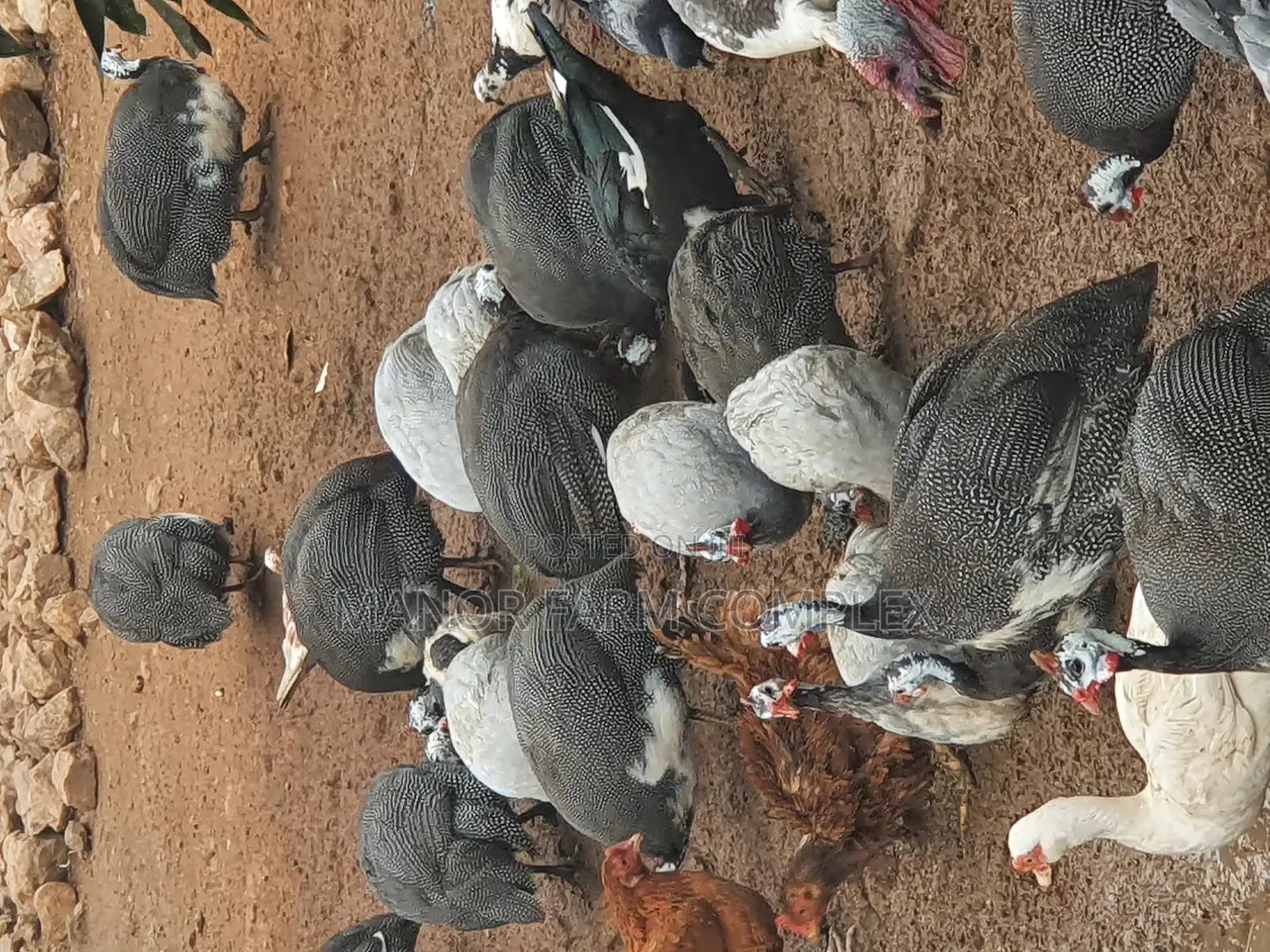 Healthy Matured Guinea Fowls