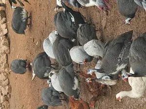 Healthy Matured Guinea Fowls