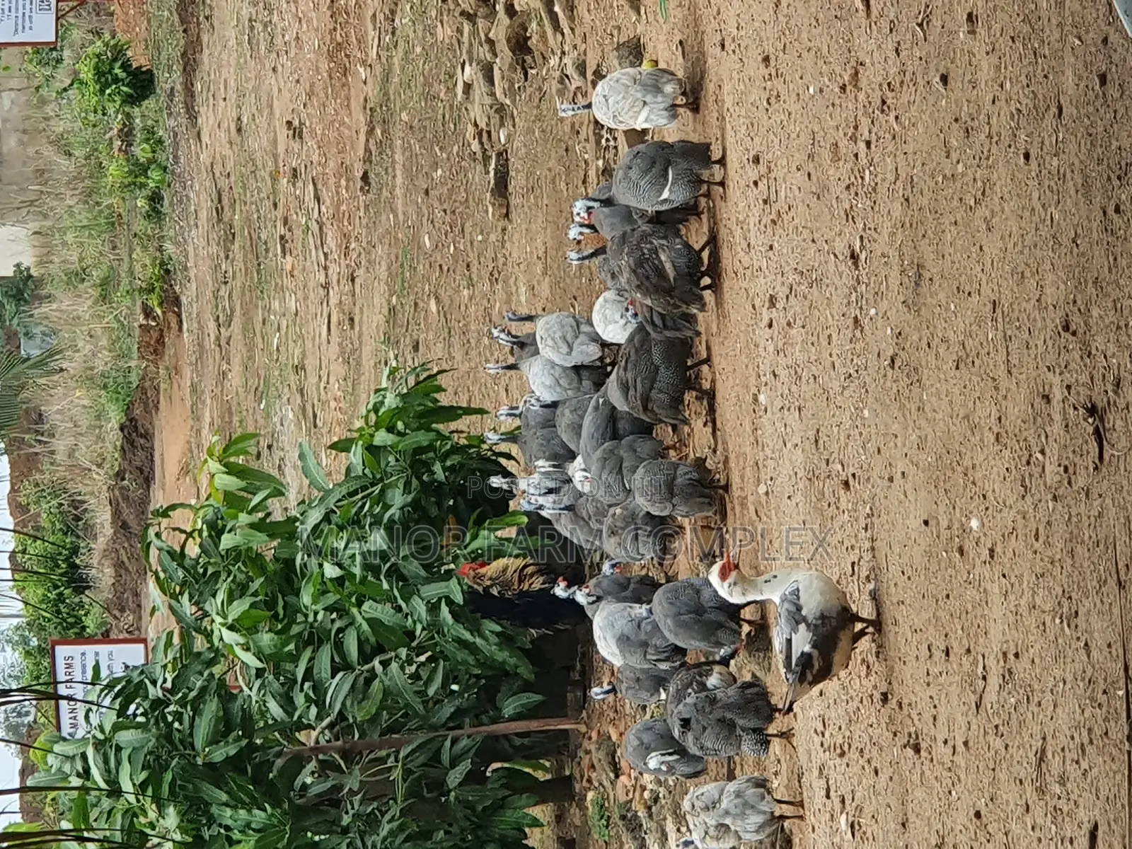 Healthy Matured Guinea Fowls