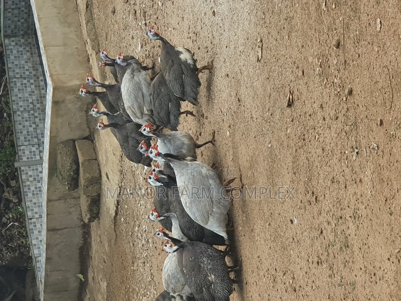 Healthy Matured Guinea Fowls